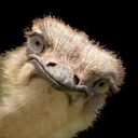 Pierre