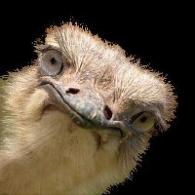 Pierre